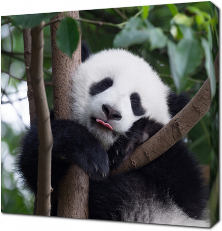 Панда показывает язык