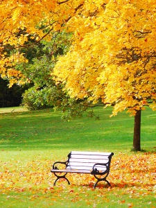 Скамейка рядом с кленом в городском парке осенью