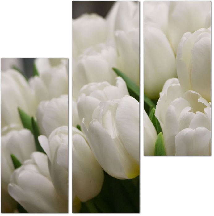 Нежные кремовые тюльпаны