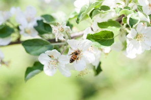 Пчелка на цветке яблони