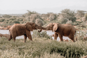 Дружелюбные слоны