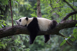 Фотообои "Панда отдыхает на ветке" - Арт. 180547