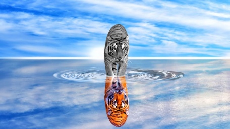 Тигр в отражении воды