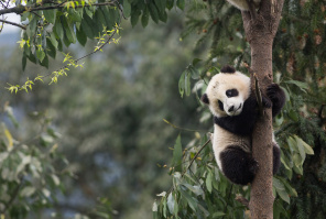Маленькая панда на дереве