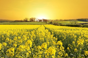 Восход солнца в желтом поле
