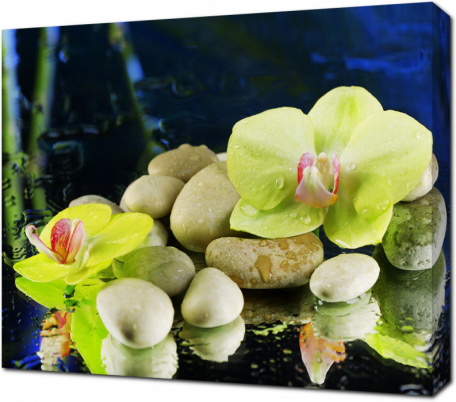 Орхидеи и галечные камни