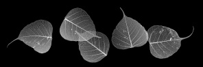 Прозрачные листья на черном фоне