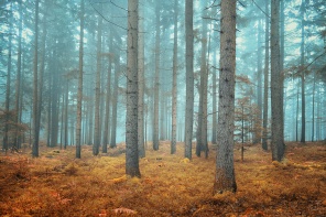 Мечтательный хвойный лес