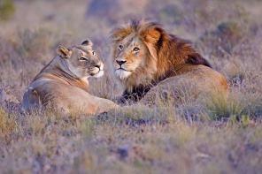 Пара львов лежит на траве