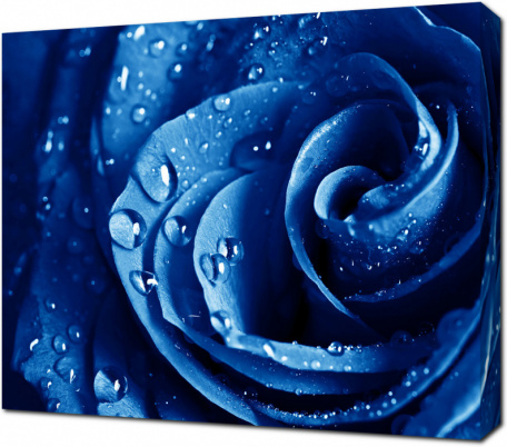 Красивая голубая роза с каплями воды