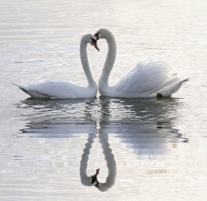 Двое белых лебедей на воде