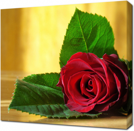 Цветок красной розы с лепестками