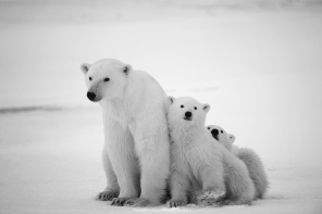 Белые полярные медведи