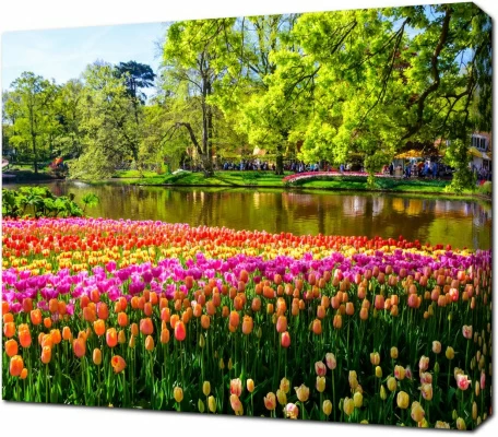 Цветущие тюльпаны у озера