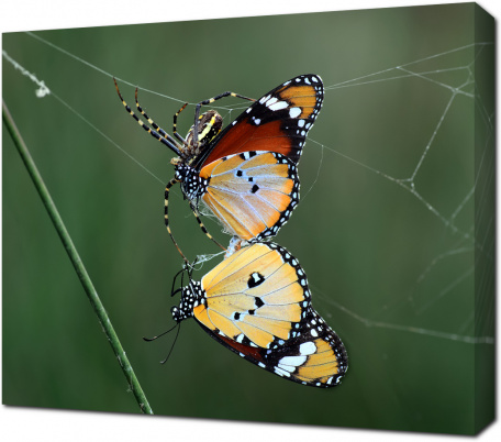 Две бабочки в плену у паука