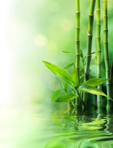 Стебли бамбука на воде