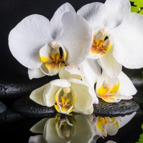 Прекрасные белы орхидеи крупным планом