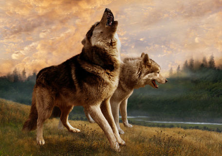 Двое статных волков