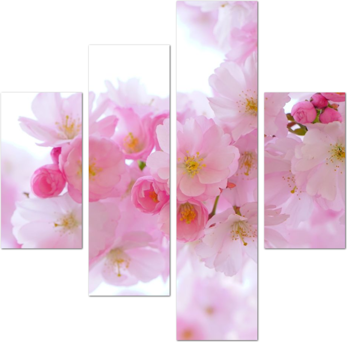 Нежные цветки сакуры