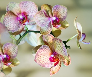 Орхидея бренч
