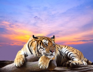 Величественный тигр на фоне заката