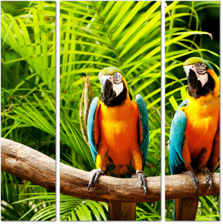 Попугаи в тропиках