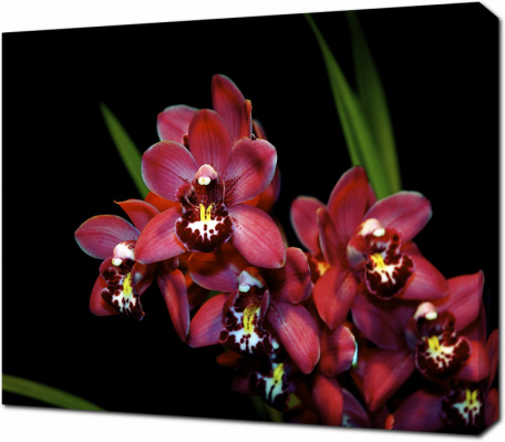 Бордовые орхидеи на черном фоне