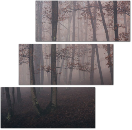 Очертания деревьев в тумане