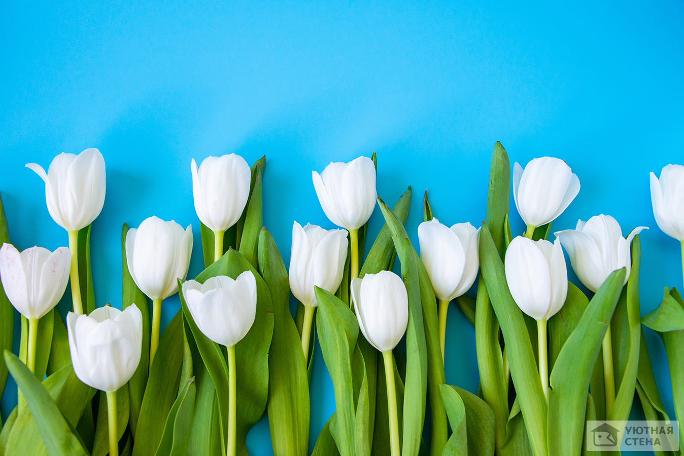 Белые тюльпаны на голубом фоне