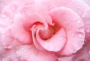 Розовая роза с каплями воды