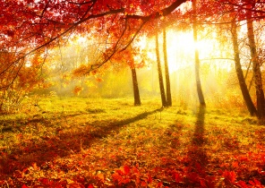 Осенние деревья и листья