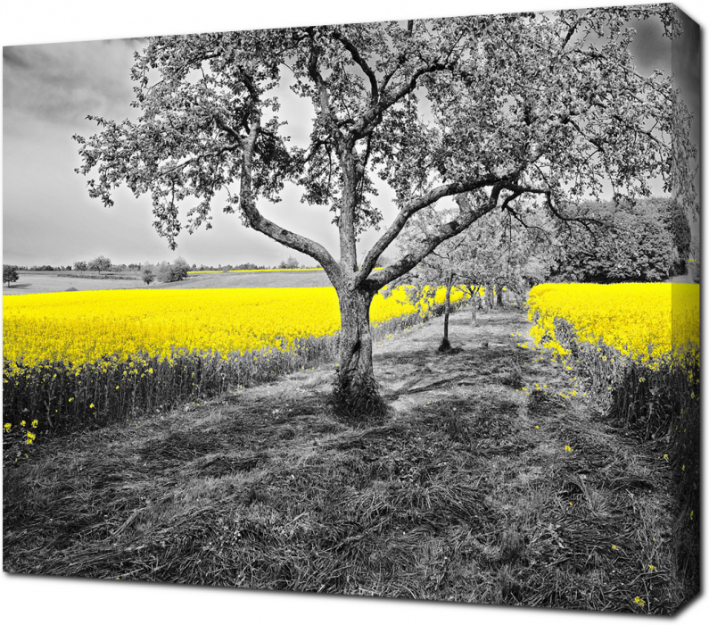 Цветы желтого рапса на черно-белом пейзаже