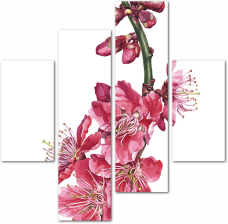 Цветущая вишня акварелью