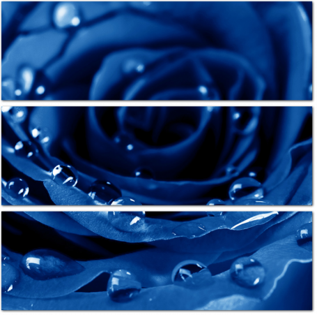 Синяя роза с каплями
