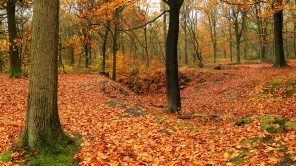 Осенняя лесная сцена