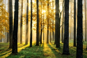 Красивый утренний лес