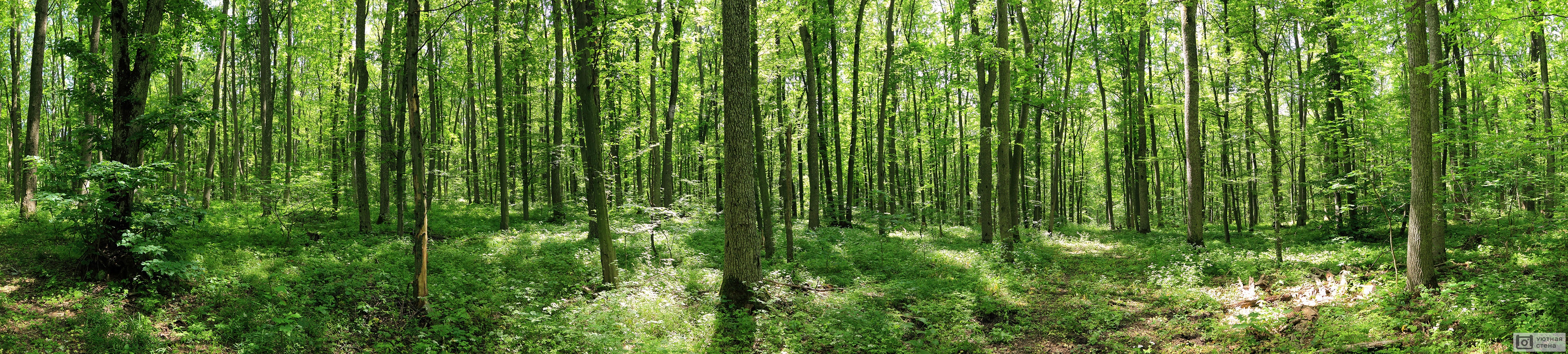 Панорама зеленого лесного пейзажа