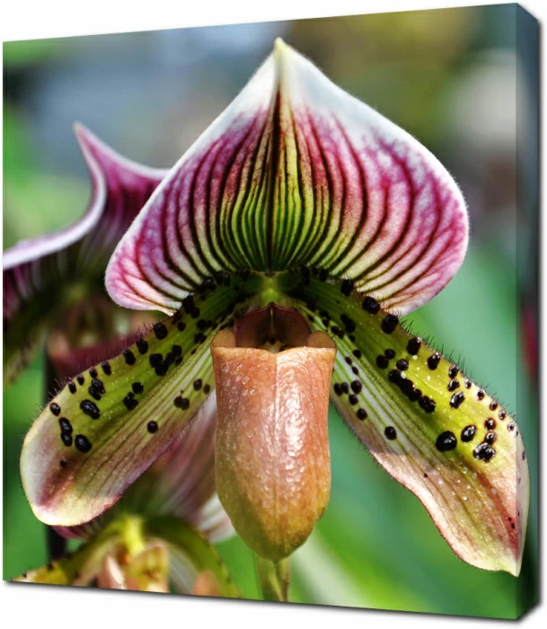 Красивый тропический цветок непентес