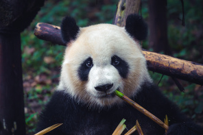 Панда с тростником