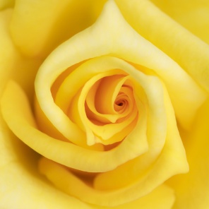 Желтая роза макро