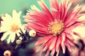 Астра крупным планом