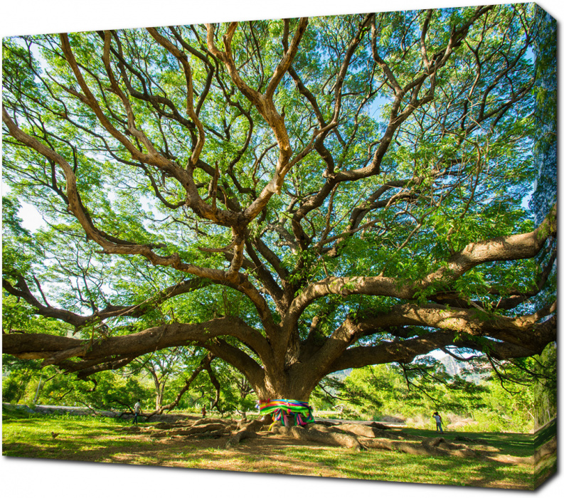 Постер Природа на холсте - Unusual tree - Необычное дерево