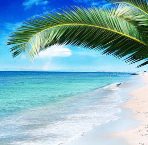 Красивая ветка пальмы на фоне морского пейзажа
