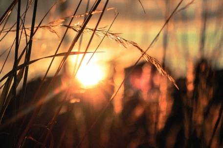Закатное солнце в поле