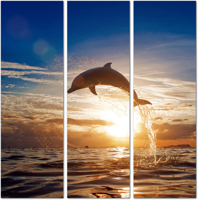 Прыгающий дельфин на закате