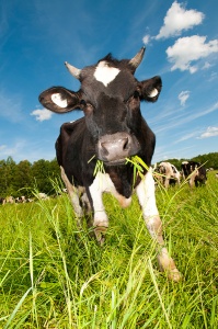 Корова жует траву