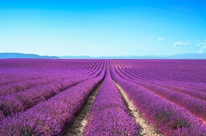 Бескрайнее фиолетовое поле лаванды
