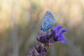 Синяя бабочка на синем цветке