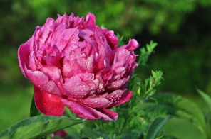 Цветок пиона в ботаническом саду
