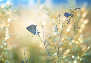 Поле с бабочками